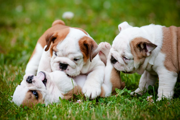 Just Some Adorable Bulldog Puppies Having A Grand Ol Time