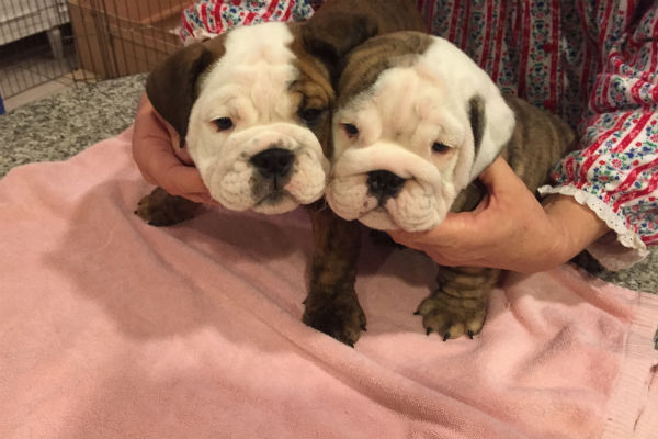 9 Things You Didn T Know About The Bulldog American Kennel Club