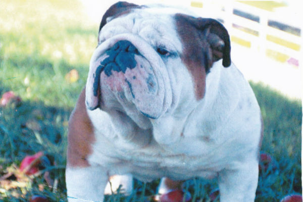 bulldog 2
