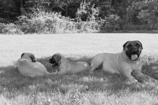 bullmastiff family