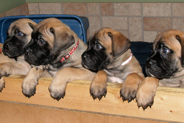 Bullmastiff store cross puppies