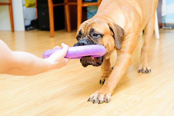 bullmastiff stuffed animal