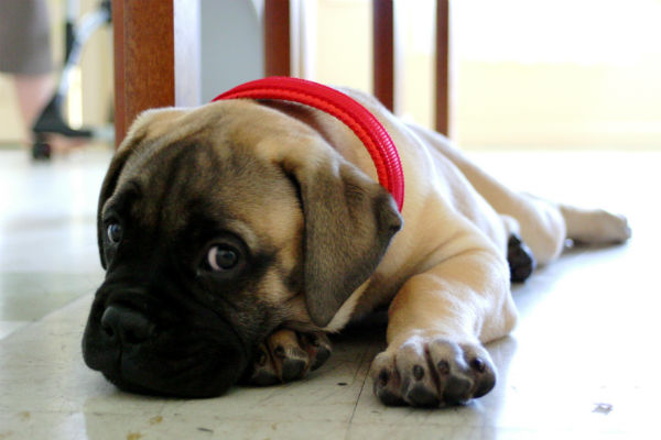 bullmastiff look