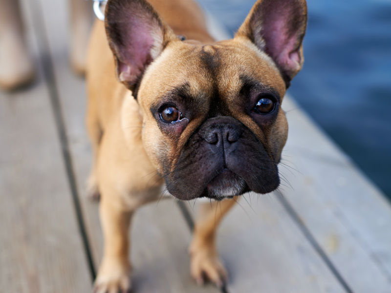 why does my dog cry why does my dog cry