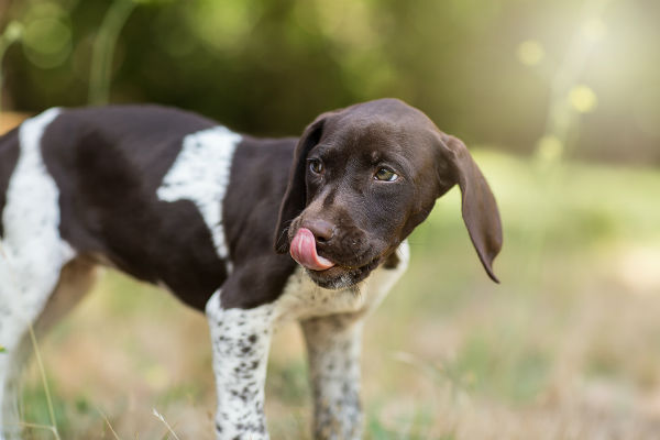 peanuts poisonous to dogs