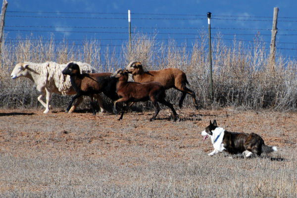 cardigan welsh corgi herding cattle