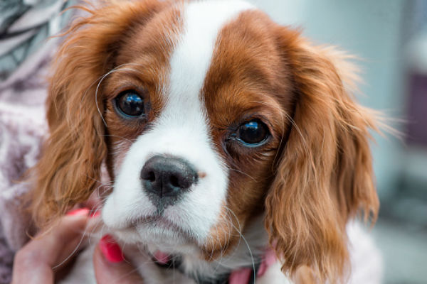 types of puppies