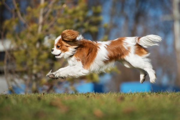 cavalier puppy running