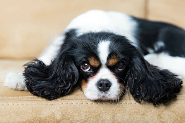 cute miniature dogs