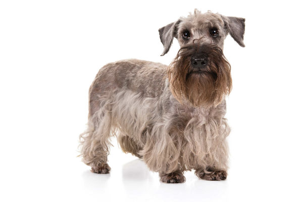 what does a cesky terrier look like