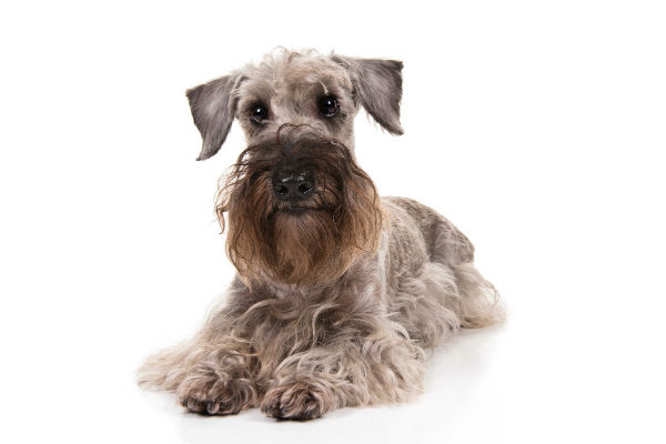 The cesky hot sale terrier