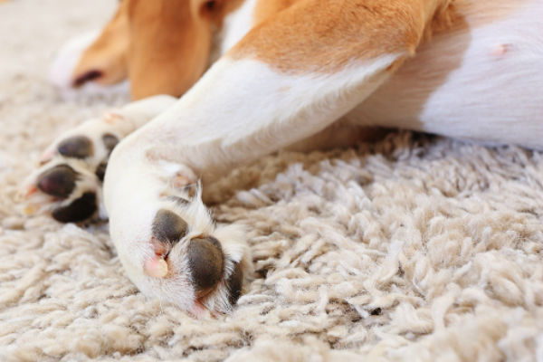 tick on dog's eyelid