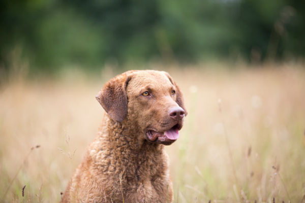 water retriever