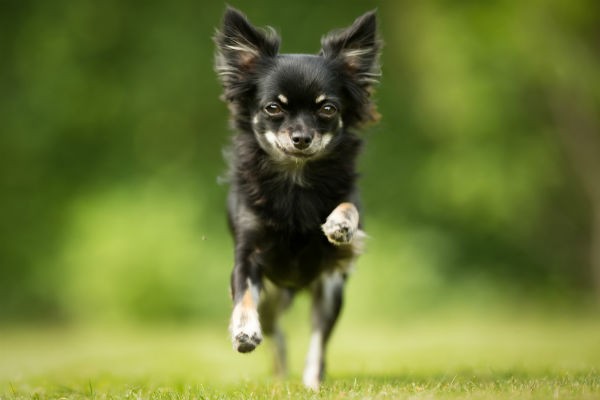 chihuahua agility