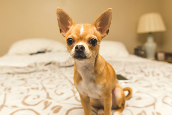 chihuahua_eyes