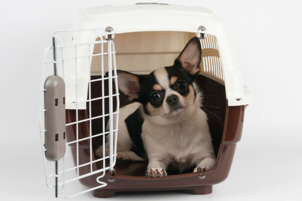 chihuahua in carrier