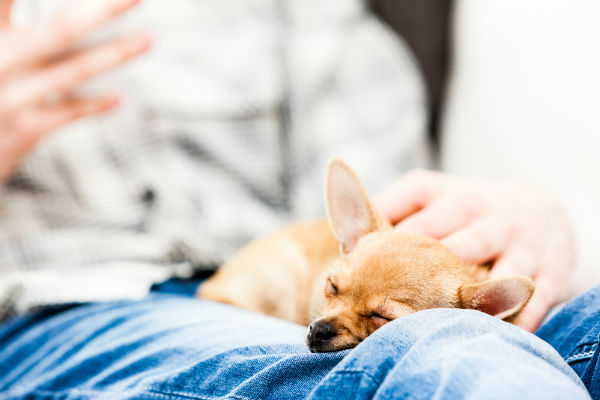 chihuahua_in_lap