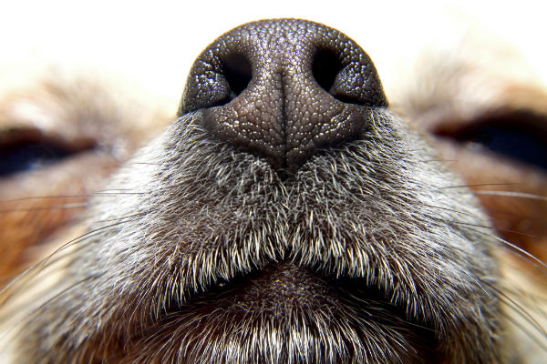 crusty dog nose home remedy