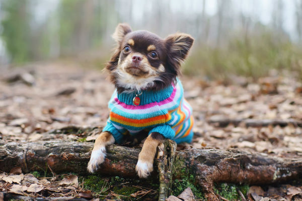 chihuahua_sweater_