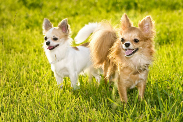 chihuahuas_in_sun