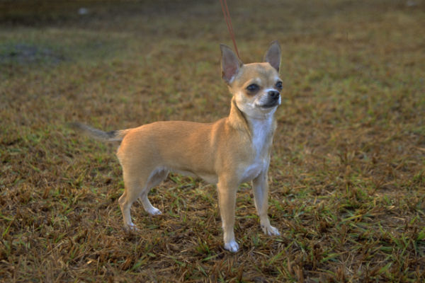 chihuahua