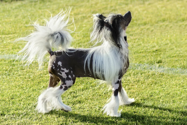 dog breeds that have hair