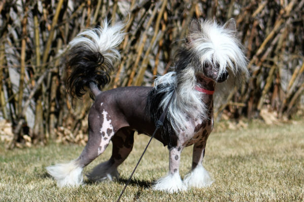 chinese crested 