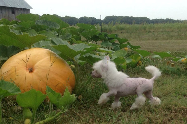 chinese crested pumpkin