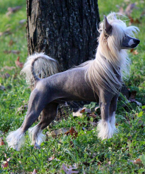 chinese crested standing