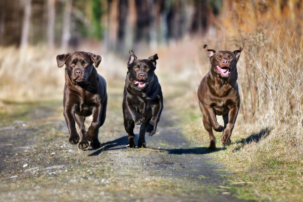 chocolate labs running