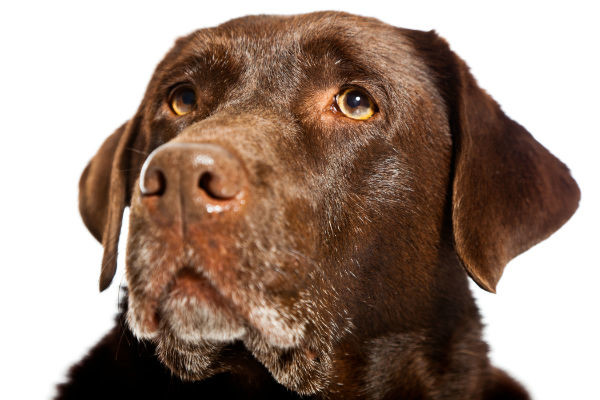 chocolate lab