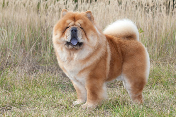 11 Reasons the Chow Chow Is an Unusual Dog Breed – American Kennel Club