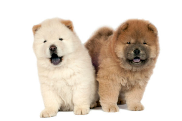 [chow chow cute puppies]