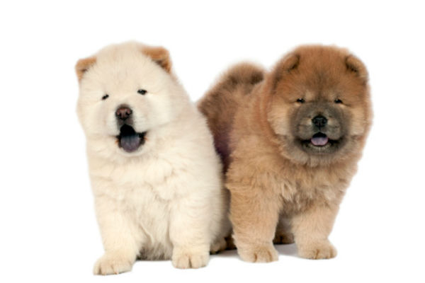 puppy breeds and pictures