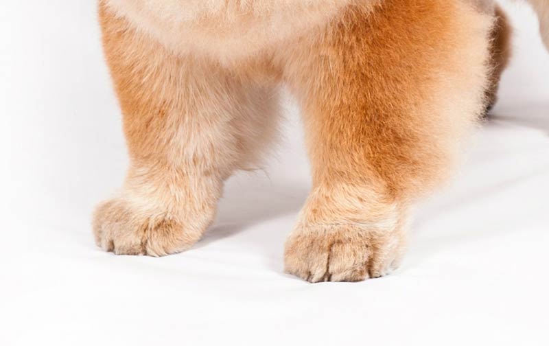 chow chow feet