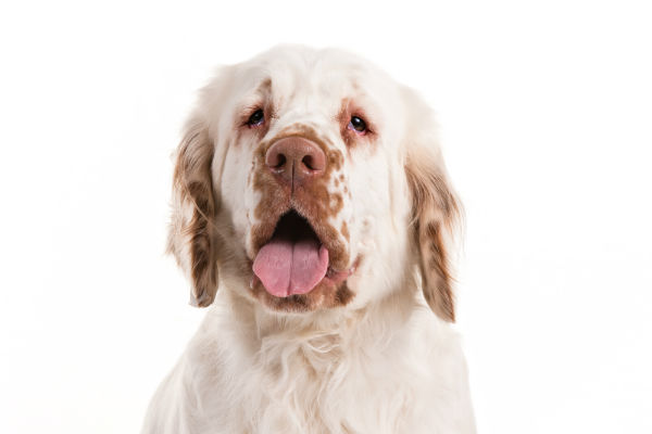 clumber spaniel