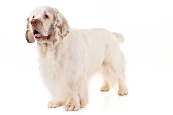 clumber spaniel