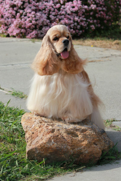 cocker spaniel on a rock