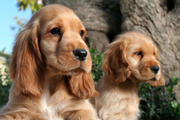 cocker spaniel puppies