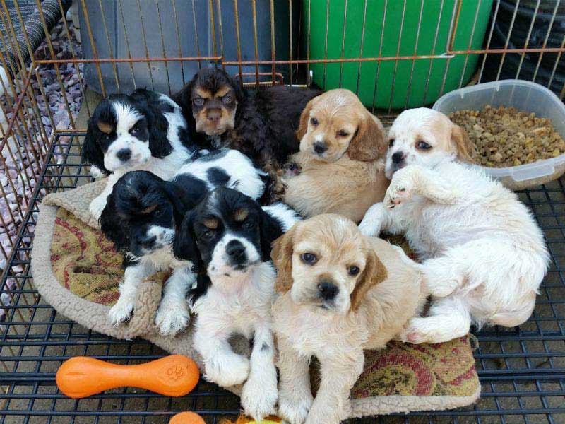 black and tan working cocker spaniel puppies for sale