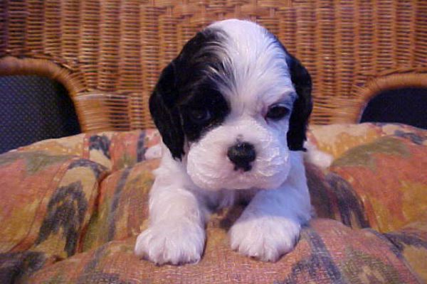 cocker spaniel puppy