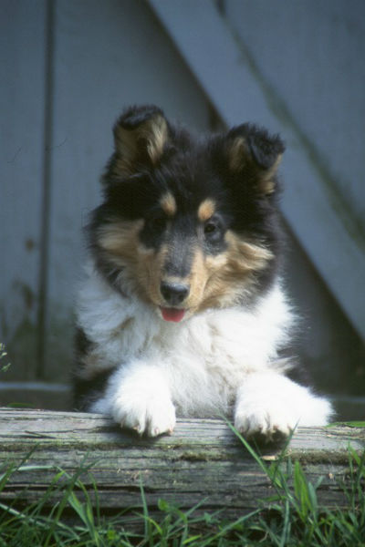 how are collies with children