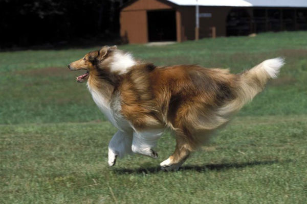 akc rough collie