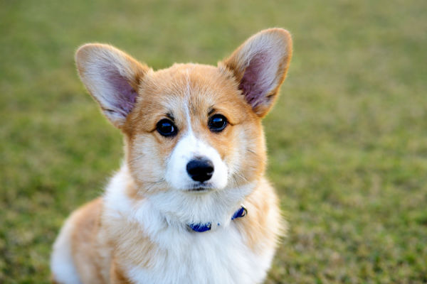 when should a corgis ears stand up