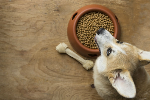 corgi_food