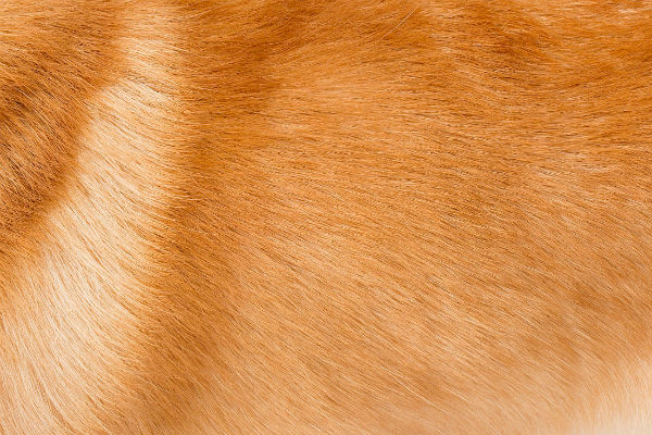 corgi_fur