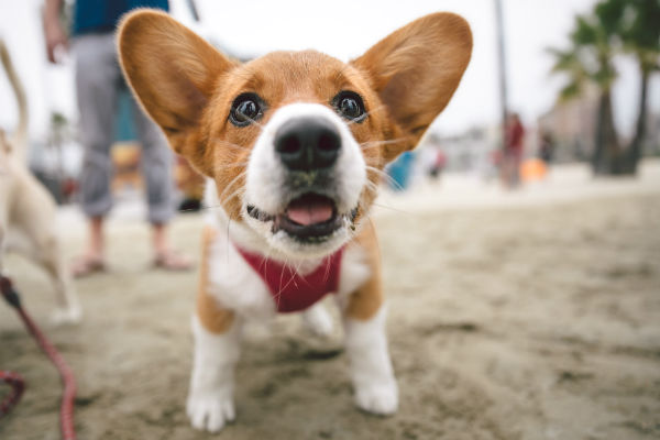 corgi_harvey_body_image_2