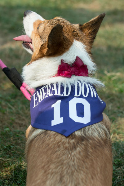 corgi_race_1