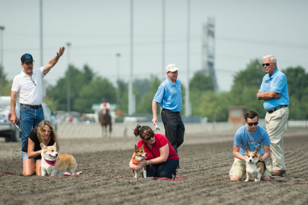 corgi_race_10