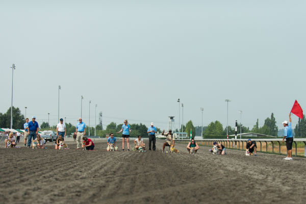 corgi_race_11